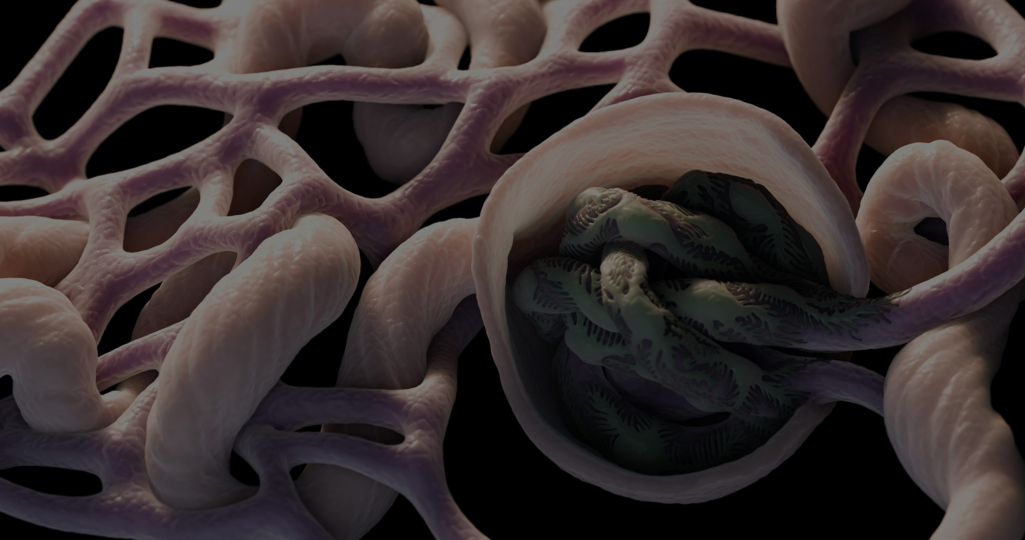 Bowman s Capsule And Glomerulus Big5 Studio