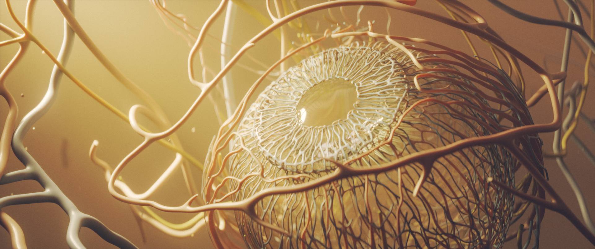3D Human Eye Vascular Anatomy