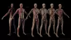 SciePro_MaleAnatomy_Full