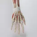 3D Arm Anatomy