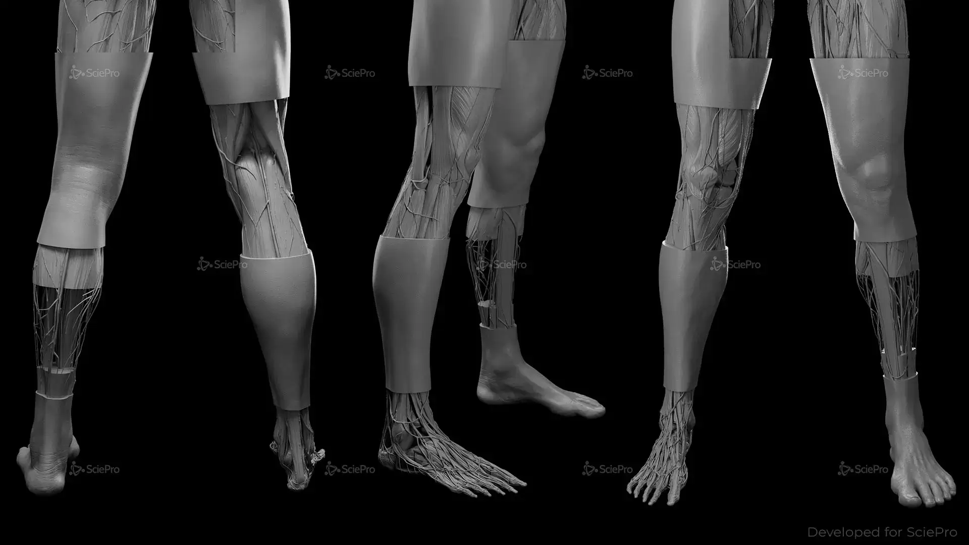 Leg Anatomy Rendering