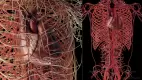 SciePro_MaleAnatomy_Circulatory